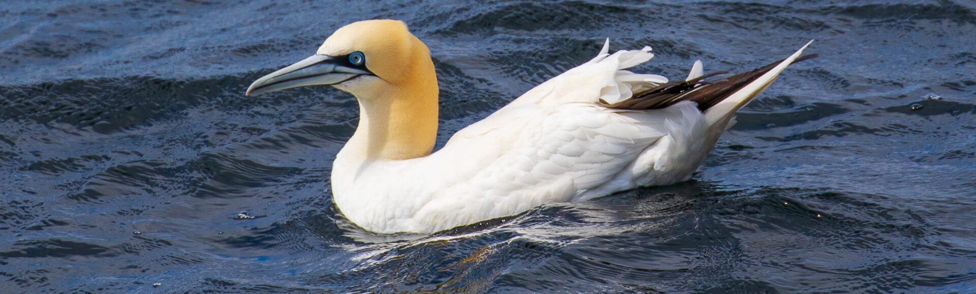 https://www.hebrideanadventures.co.uk/wp-content/uploads/2024/06/Gannet.jpg