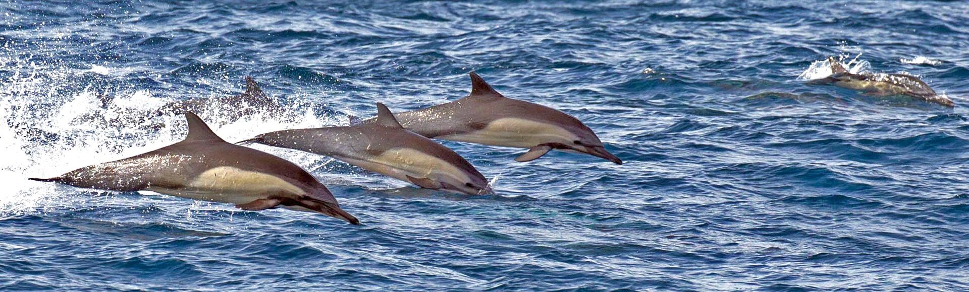 https://www.hebrideanadventures.co.uk/wp-content/uploads/2024/06/common_dolphins_1920px.jpg