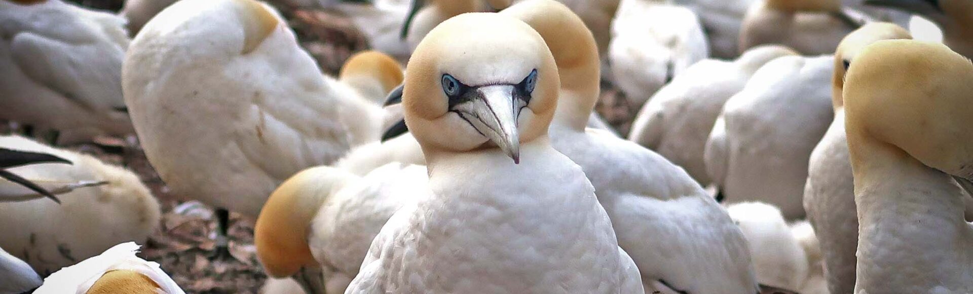 https://www.hebrideanadventures.co.uk/wp-content/uploads/2024/06/gannet_Michelle_BassRock.jpg