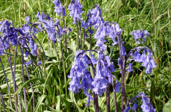 Bluebells