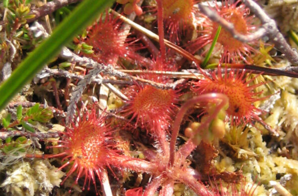 sundew