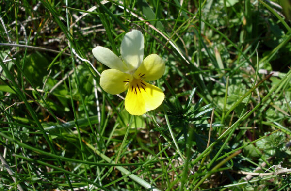 field pansy