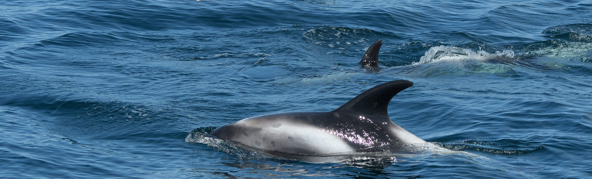 https://www.hebrideanadventures.co.uk/wp-content/uploads/2024/09/ChrisGomersall_WhiteBeakedDolphins_FAF9839.jpg