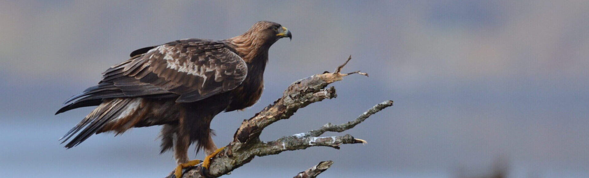 https://www.hebrideanadventures.co.uk/wp-content/uploads/2024/10/Golden-eagle-1-scaled-e1741796090692.jpg