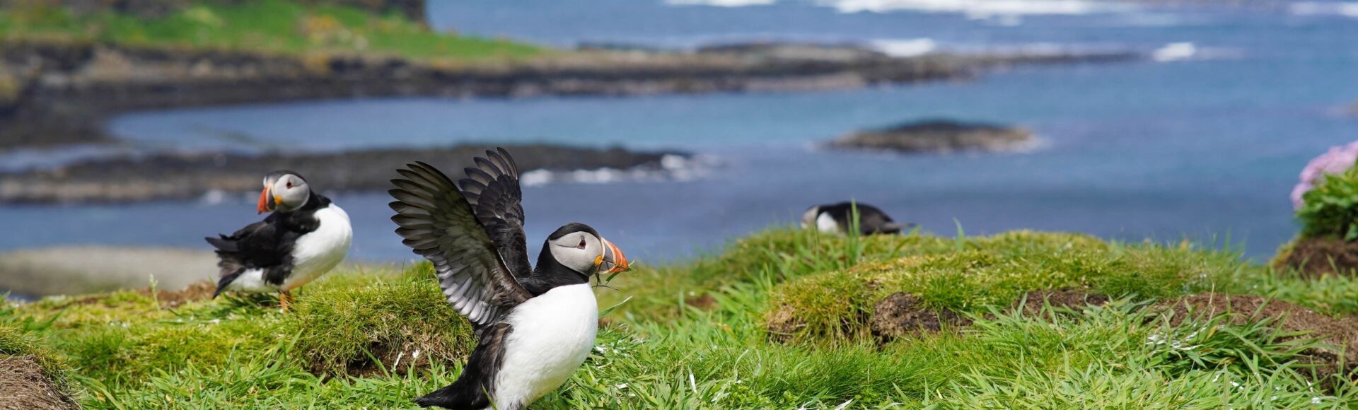 https://www.hebrideanadventures.co.uk/wp-content/uploads/2024/10/Lunga-puffin-large-scaled-e1728067556392.jpg