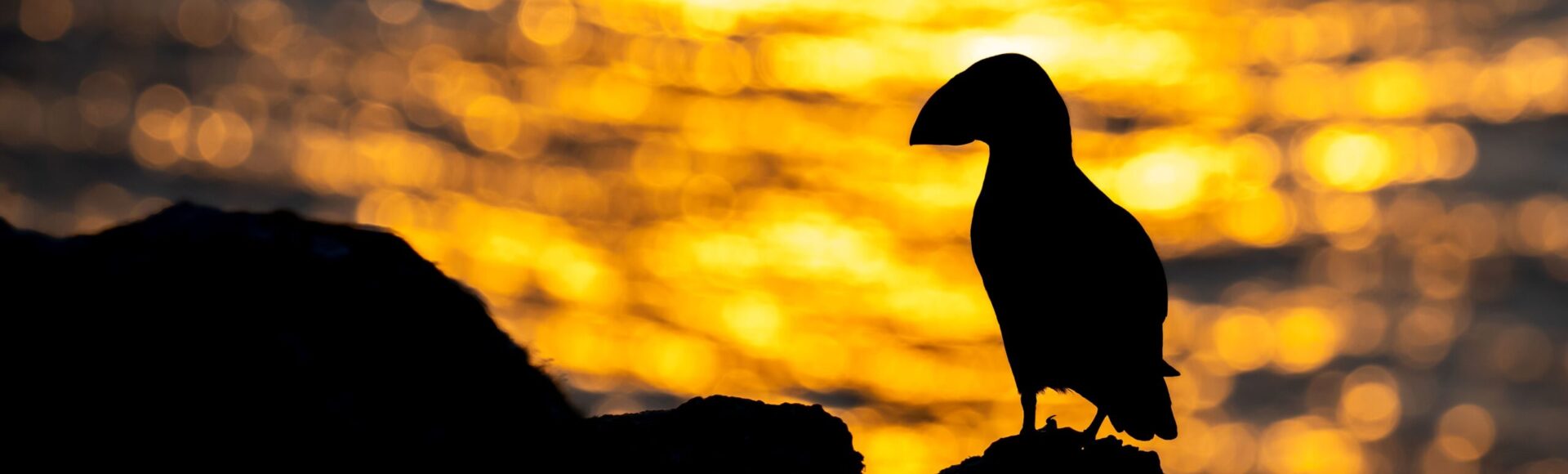 https://www.hebrideanadventures.co.uk/wp-content/uploads/2024/10/Puffin-sunset-scaled-e1729179792414.jpg