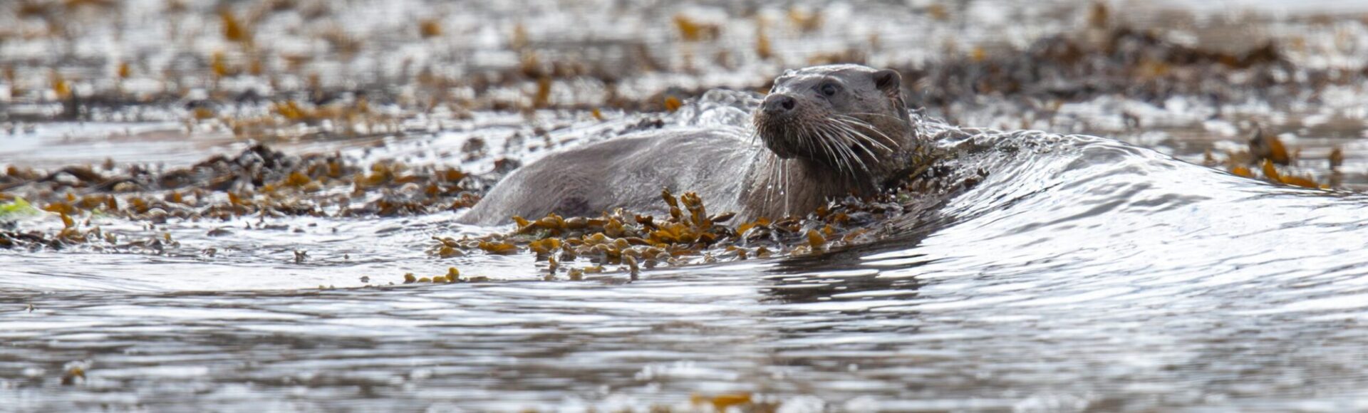 https://www.hebrideanadventures.co.uk/wp-content/uploads/2024/10/shutterstock_2512066715-scaled-e1728069976587.jpg