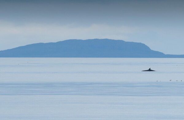 Minke Whale, Hebridean Adventure Scottish Wildlife Cruises