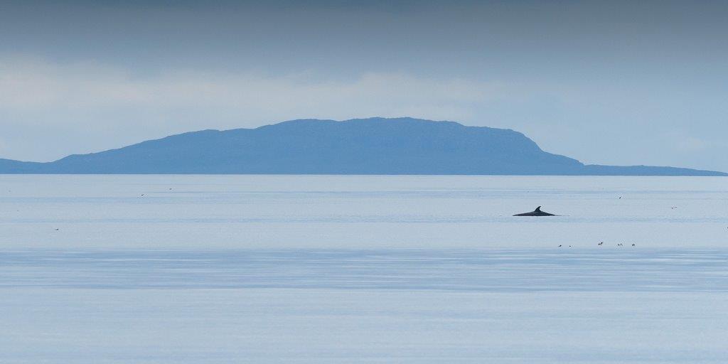 Minke Whale, Hebridean Adventure Scottish Wildlife Cruises