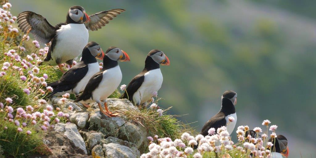 Puffins as seen on a Hebridean Adventures Scottish Wildlife Cruise