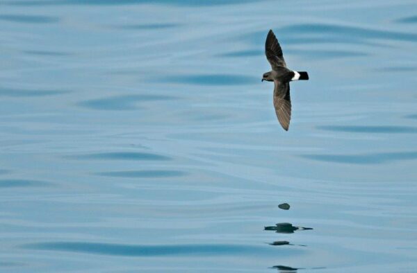 Storm Petrel as seen on a Hebridean Adventures wildlife cruise