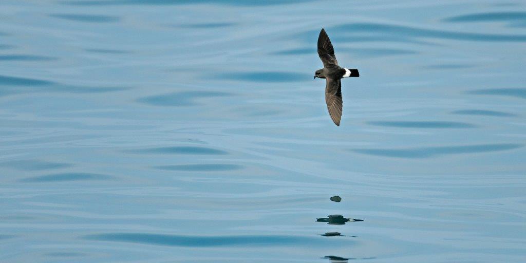 Storm Petrel as seen on a Hebridean Adventures wildlife cruise