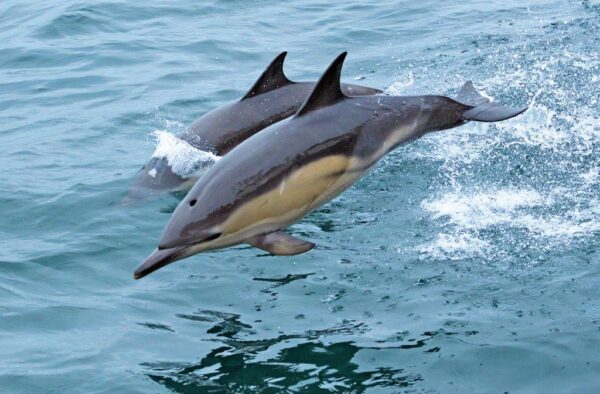 Common Dolphins next to our boat on one of our wildlife holiday cruises